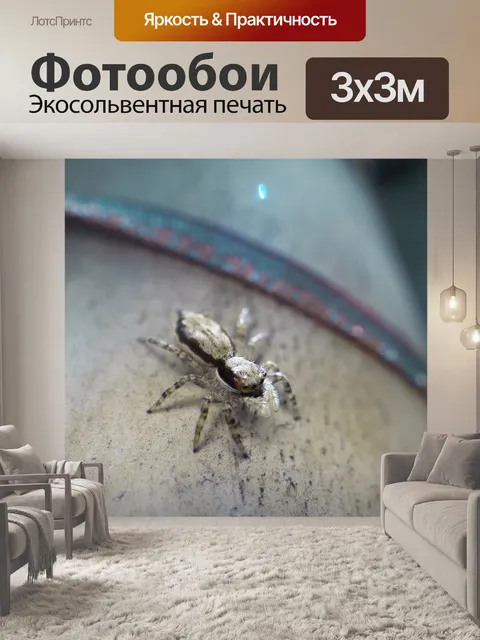 Фотообои Пауки