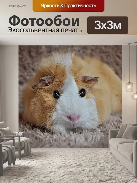 Фотообои Морская свинка