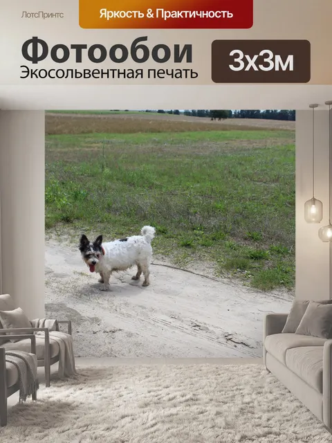 Фотообои Собака, Польша