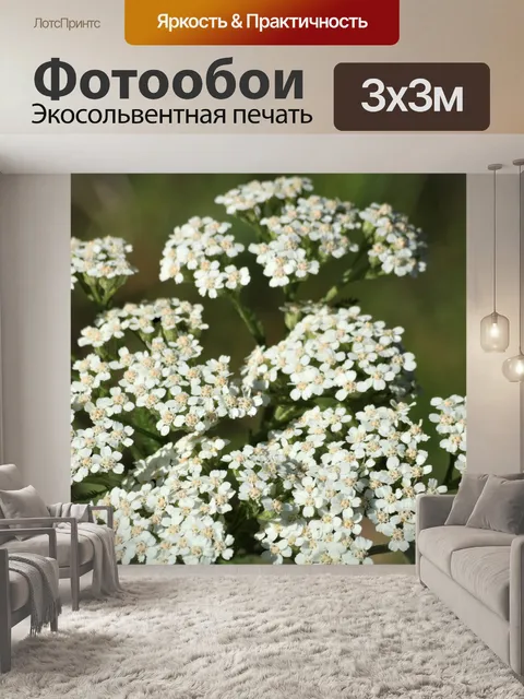 Фотообои Белый тысячелистник полевых цветов крупн