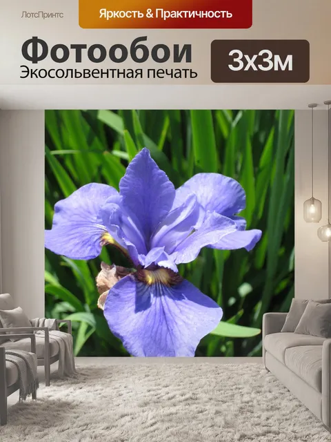 Фотообои Ирис