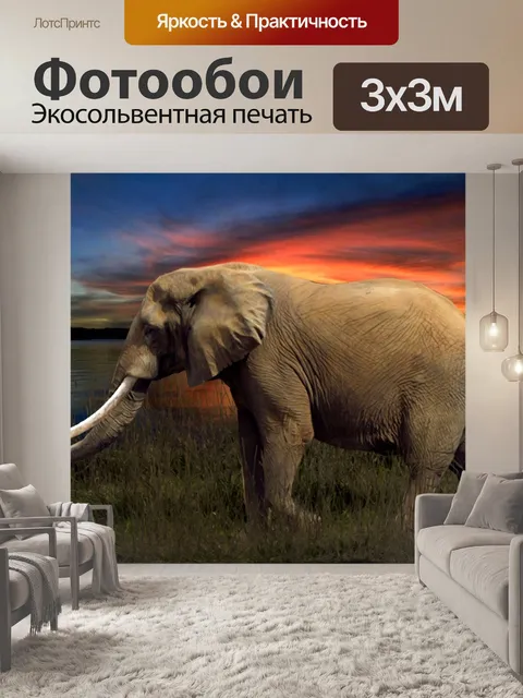 Фотообои Слон