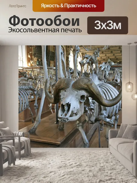 Фотообои Скелет