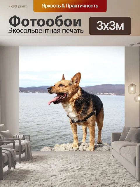 Фотообои Собака