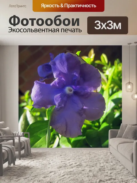 Фотообои Brunfelsia цветок