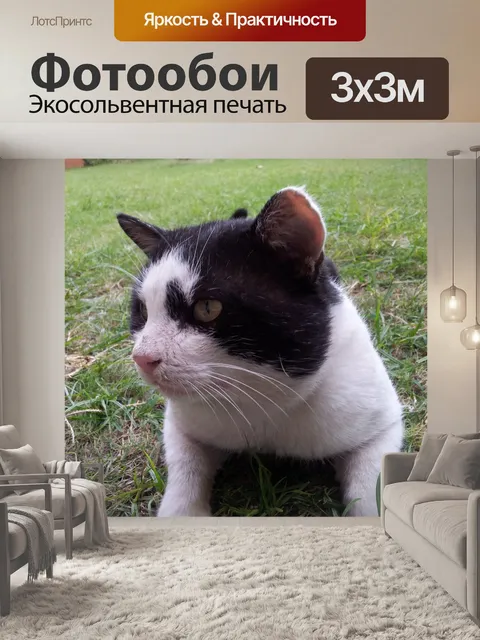 Фотообои Черный белый кот