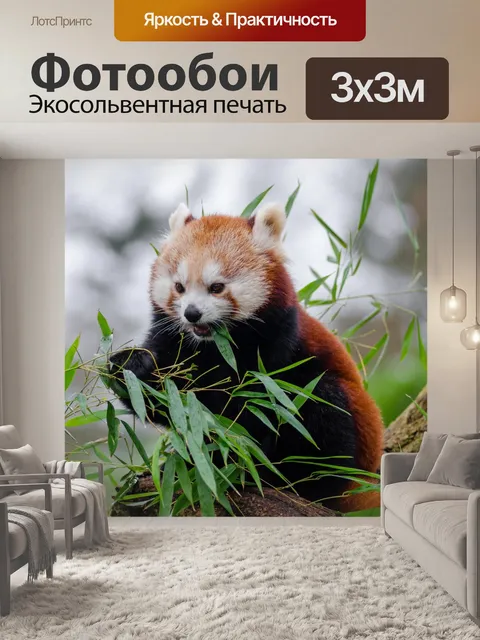 Фотообои Red Panda, Ailurus fulgens