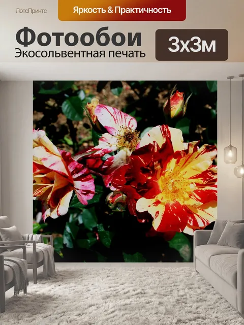Фотообои два тона розового куста