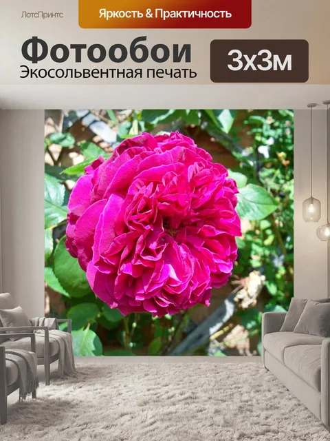 Фотообои Красная роза