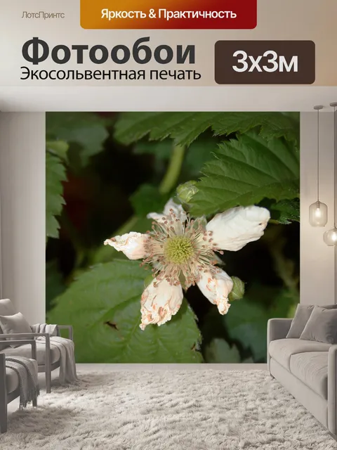 Фотообои Терновник цвести