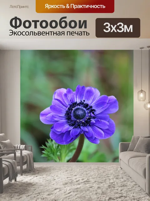 Фотообои Голубой мак цветок крупным планом