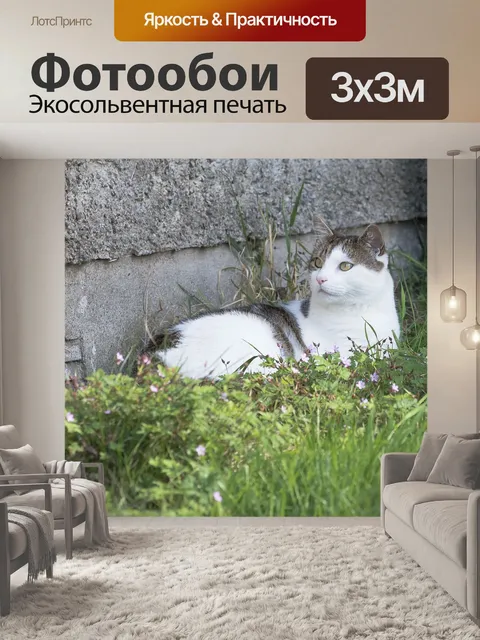 Фотообои Кошка
