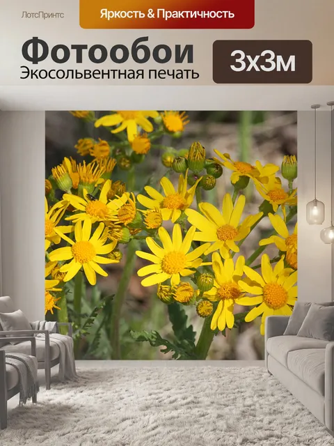 Фотообои Прейри Рагворт Уайлдфлауэр крупным плано