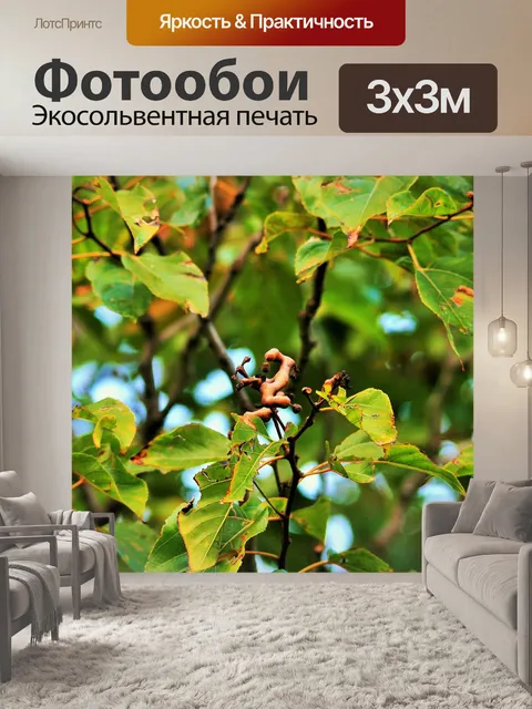 Фотообои Японский изюм дерево