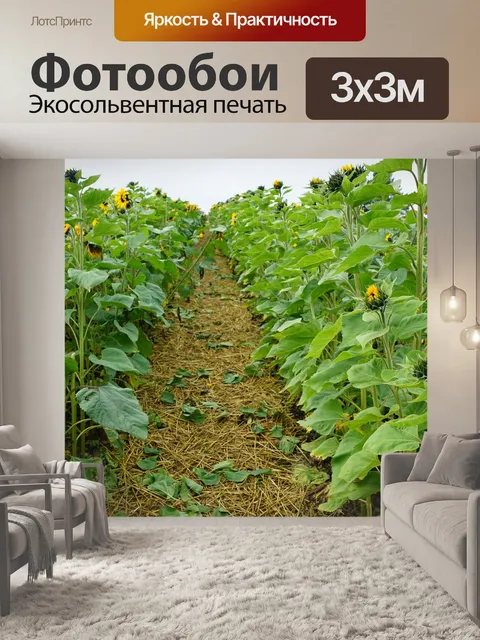 Фотообои Подсолнухи