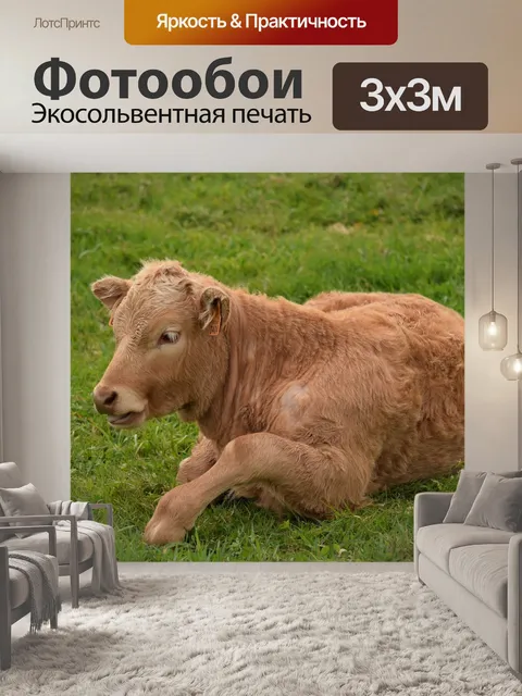 Фотообои Крупный рогатый скот