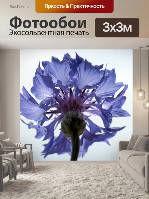 Фотообои Васильковый