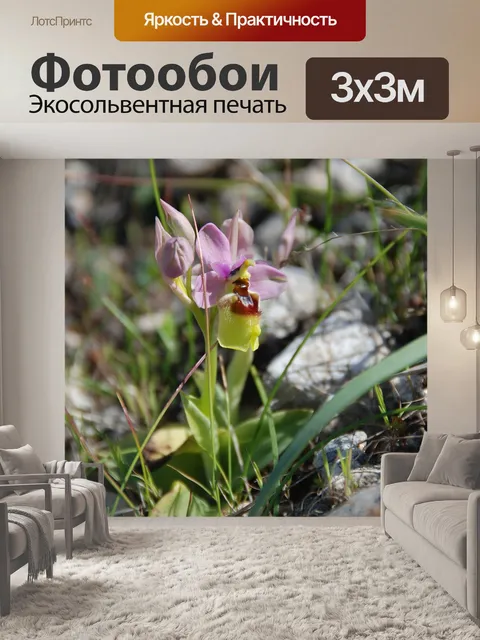 Фотообои Орхидея