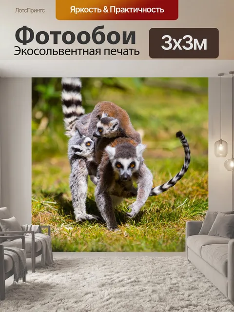 Фотообои Кошачий лемур
