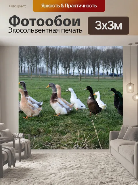 Фотообои Группа уток