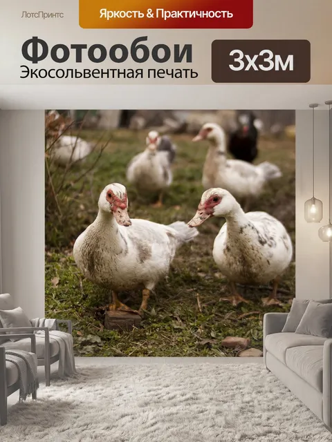 Фотообои Птицы