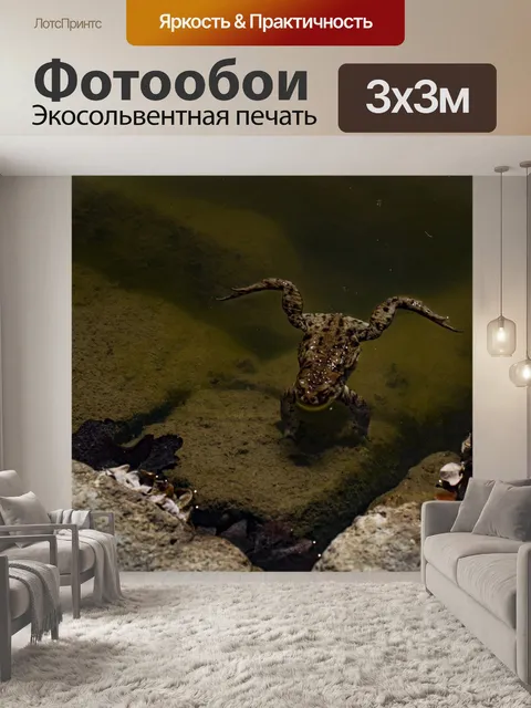 Фотообои Лягушка