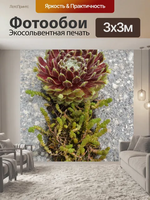 Фотообои Каменная роза