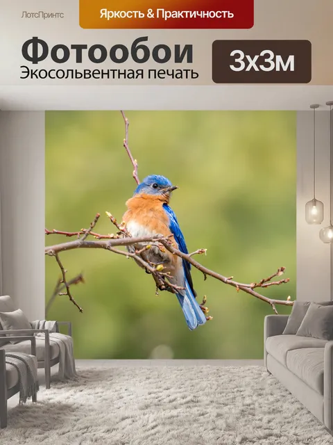 Фотообои Синяя птица