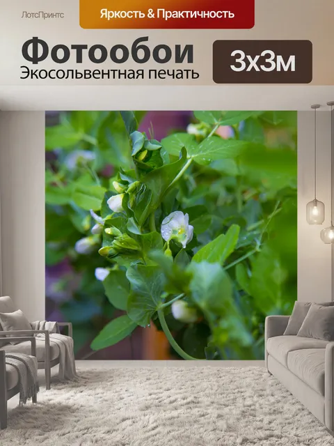 Фотообои Белые цветы на молодом горохе