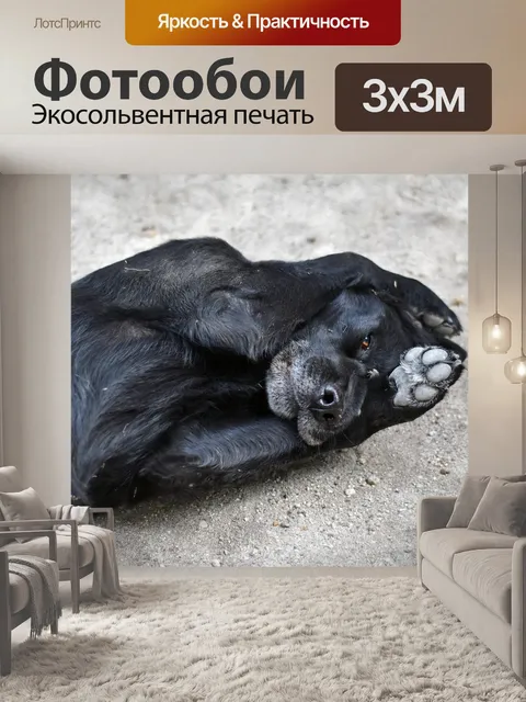 Фотообои Собака