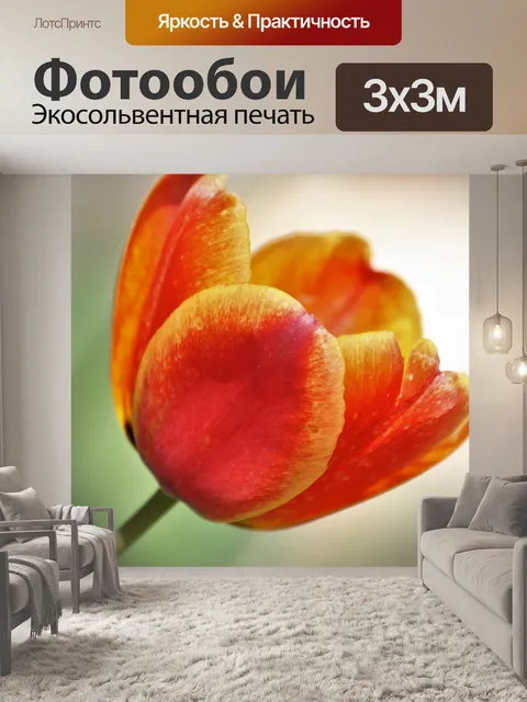 Фотообои Оранжевый тюльпан крупным планом