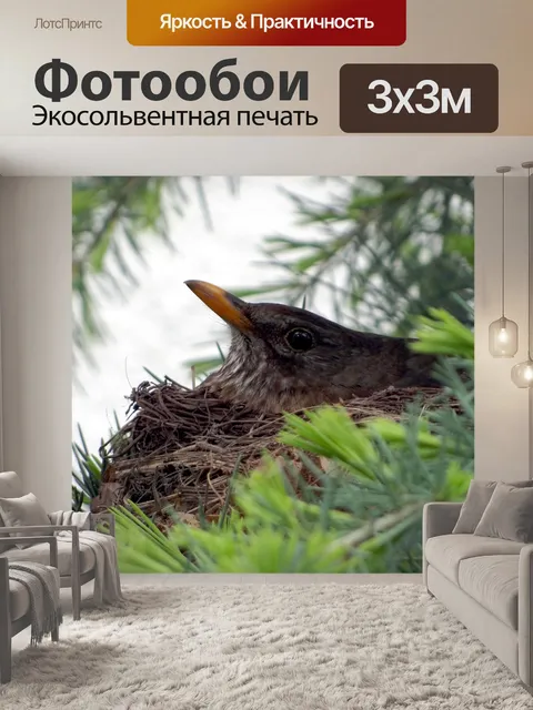 Фотообои Черный дрозд