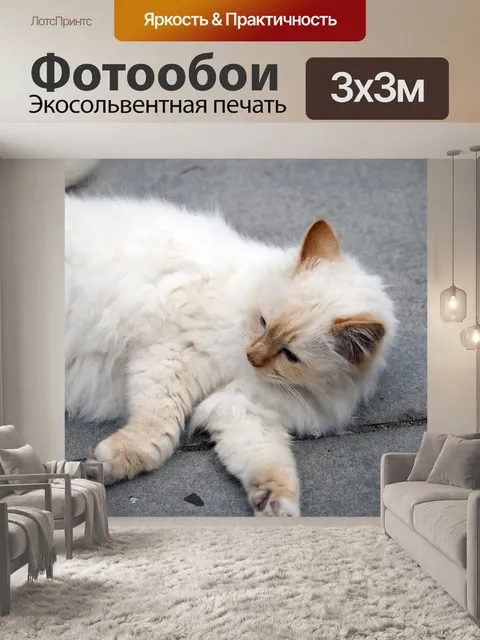 Фотообои Милый кот
