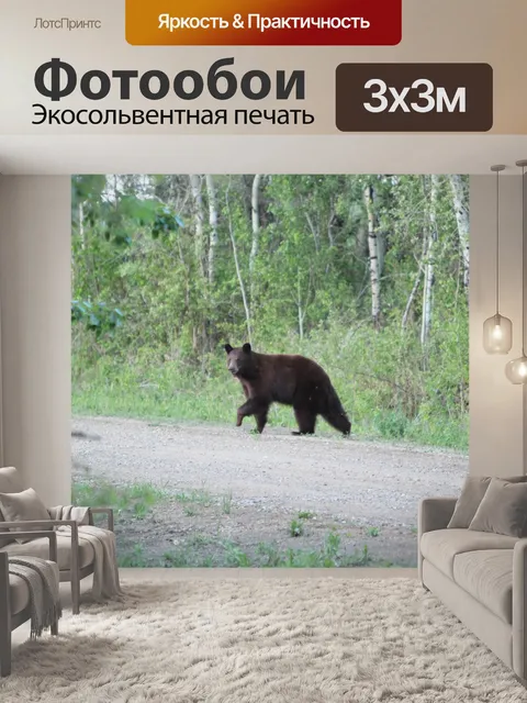 Фотообои Черный медведь в лесу