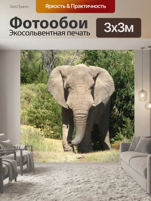 Фотообои Африканский слон