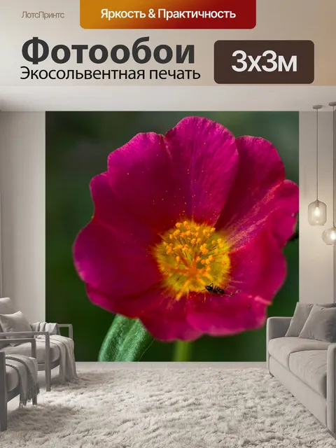 Фотообои Портулак