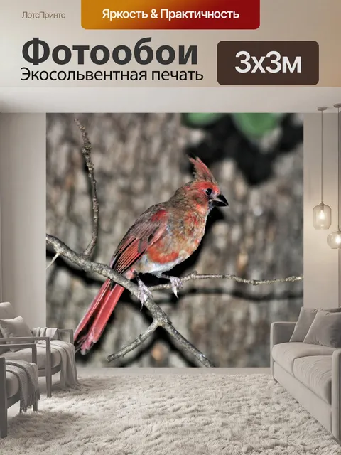Фотообои Молодой кардинал птица