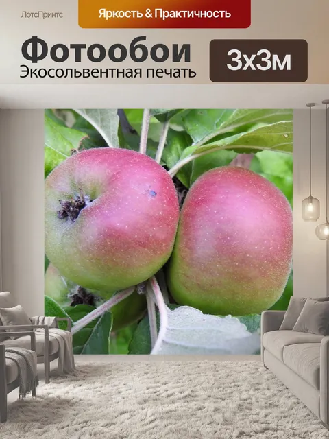 Фотообои Яблоки