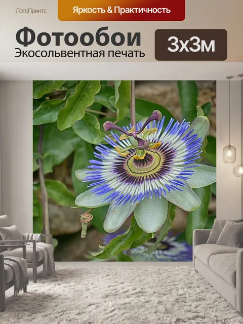 Фотообои Синий пассифлоры