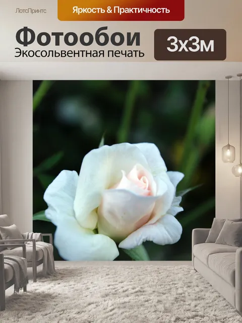 Фотообои белые розы
