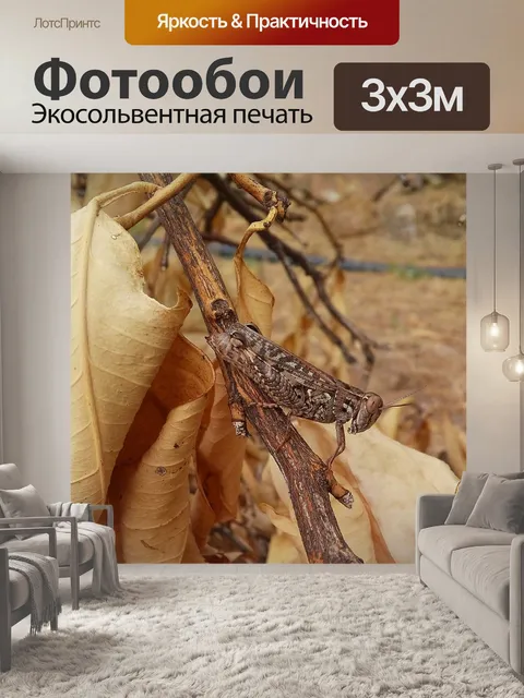 Фотообои Кузнечик