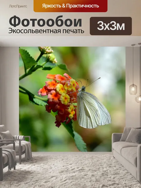 Фотообои Бабочка