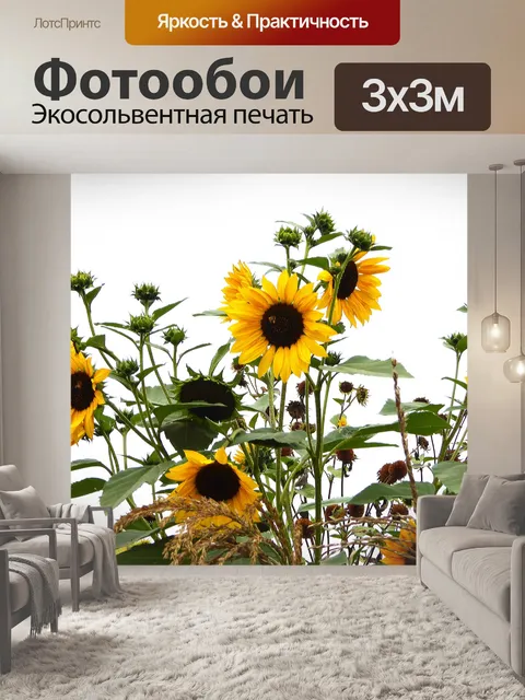 Фотообои подсолнух на белом фоне