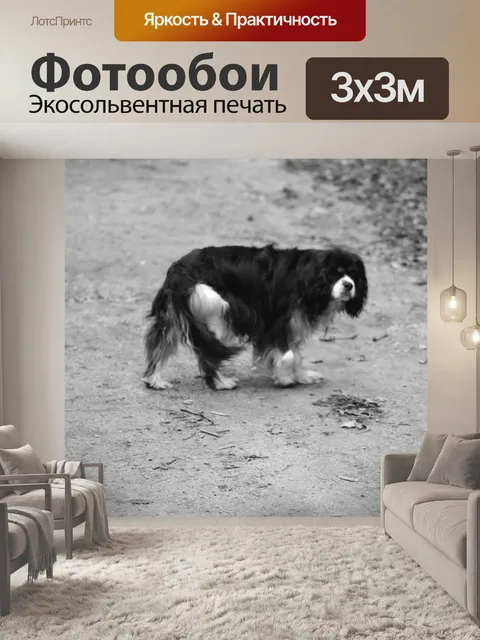 Фотообои Собака породы кавалер король Чарльз