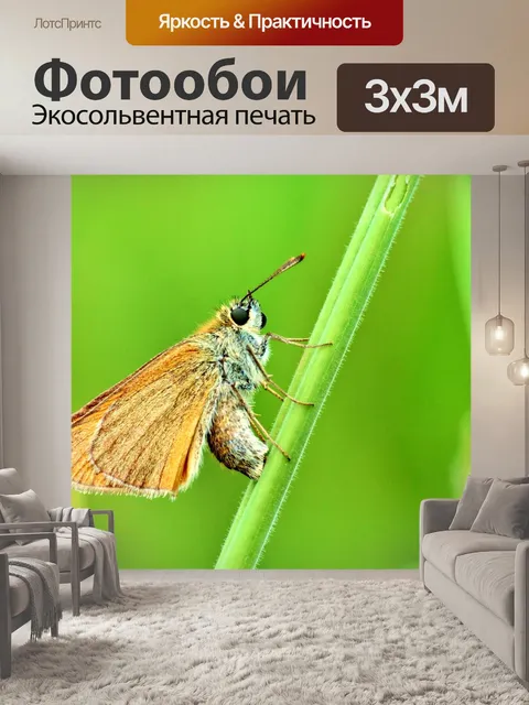Фотообои Бабочка
