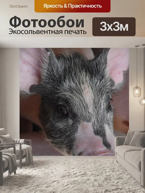 Фотообои Поросенок
