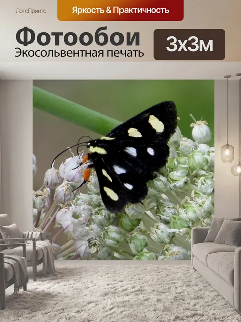 Фотообои Черный Пятнистый Forester Мотылек
