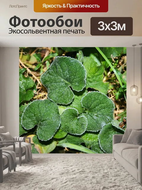 Фотообои матовые листья фиалки