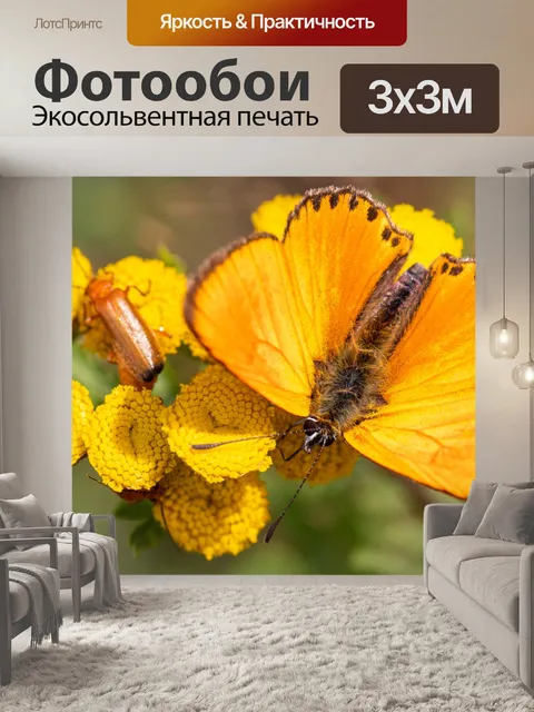 Фотообои Оранжевая бабочка