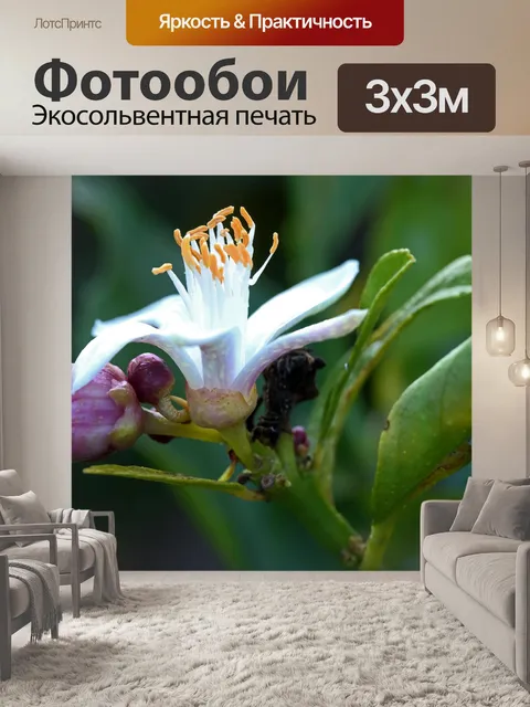 Фотообои открытый цветок и закрытый бутон лимона